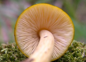ttovka lut - Pluteus leoninus (16).jpg