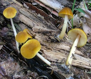 ttovka lut - Pluteus leoninus (4).jpg