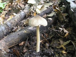 ttovka Diettrichova 1.jpg