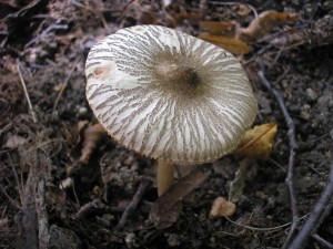 ttovka Diettrichova 2.jpg