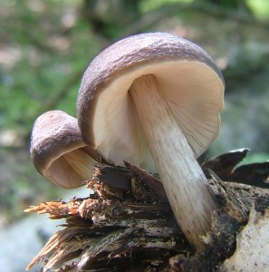 ttovka jelen - Pluteus cervinus.jpg
