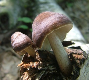 ttovka jelen - Pluteus cervinus (2).jpg