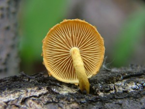 upinovka hlzkovit - Pholiota tuberculosa (2).jpg
