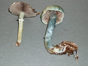 a-houby1.jpg