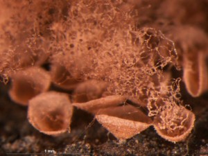 A-incarnata3.jpg