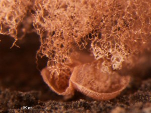 A-incarnata5.jpg