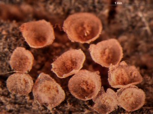 A-incarnata9.jpg