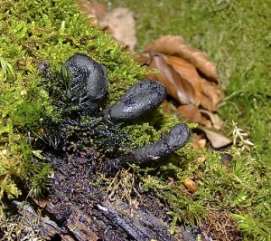 a tuhle ....jpg