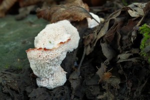 Abortiporus biennis (2).jpg