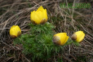Adonis_vernalis_1.jpg