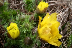 Adonis_vernalis_2.jpg