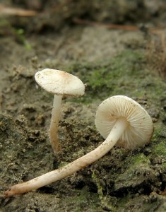 Agaricaceae, foto B. Ivi.jpg