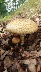 Agaricus augustus.JPG