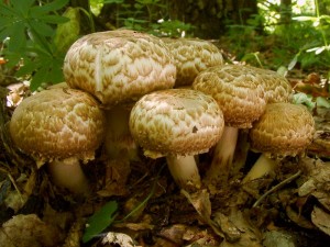 Agaricus bohusii1.8.2005.jpg