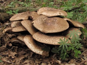 Agaricus bohusii.jpg