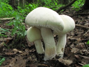 Agaricus excellens.jpg