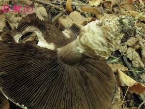 Agaricus litoralis-perka tlustonoh1.jpg