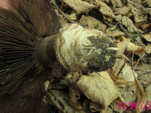 Agaricus litoralis-perka tlustonoh2.jpg