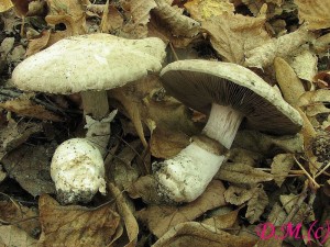 Agaricus litoralis-perka tlustonoh.jpg