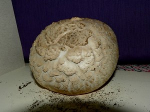 agaricus sp. 002.jpg