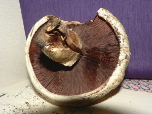 agaricus sp. 003.jpg