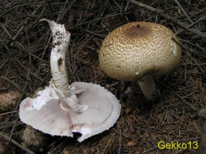 Agaricus_sp2.jpg