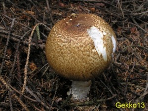 Agaricus_sp3.jpg