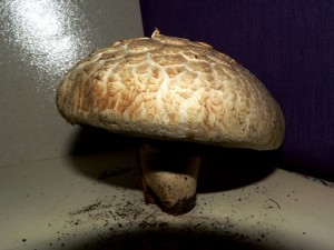 agaricus sp 001.jpg
