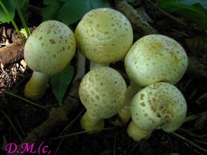 Agaricus xantholepis1.jpg