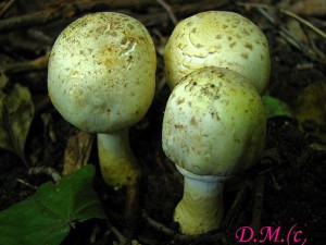 Agaricus xantholepis2.jpg