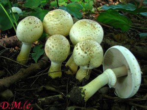 Agaricus xantholepis.jpg