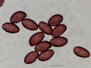 agrocybe2.jpg