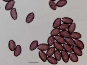 agrocybe3.jpg