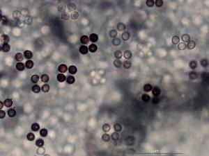 agrocybe4.jpg