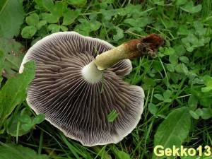 Agrocybe_dura2.JPG