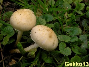 Agrocybe_dura3.JPG