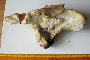 albatrellus1.jpg