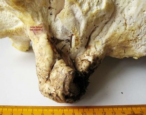 albatrellus2.jpg
