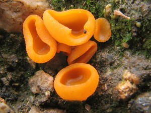 Aleuria3.jpg