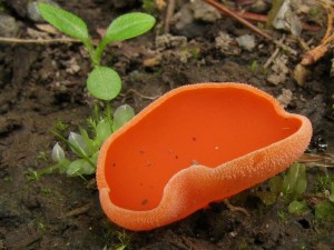 Aleuria aurantia.jpg