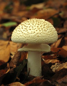 Amanita.jpg