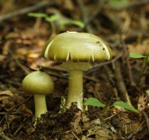 amanita.jpg