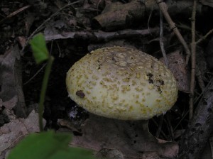 Amanita_aspera.JPG