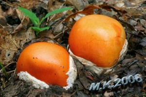 Amanita_caesarea_1.jpg