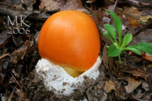 Amanita_caesarea_2.jpg
