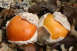 Amanita_caesarea_3.jpg