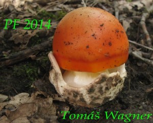 amanita ceasarea.jpg
