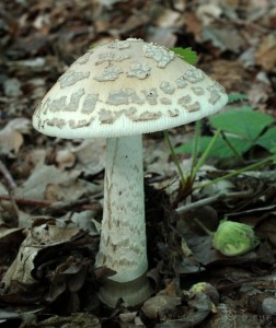 Amanita ceciliae.jpg