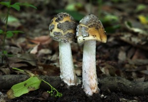 Amanita ceciliae.jpg