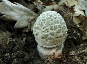 Amanita ceciliae (2).jpg